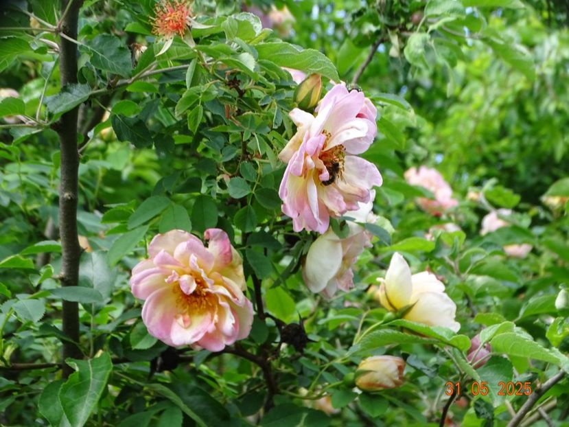  - Trandafiri 2025