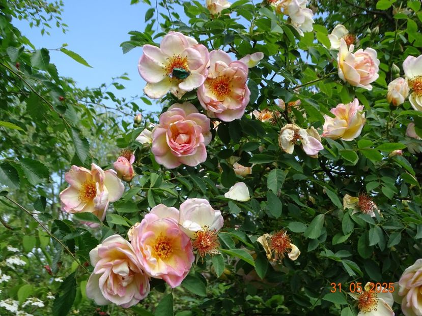  - Trandafiri 2025