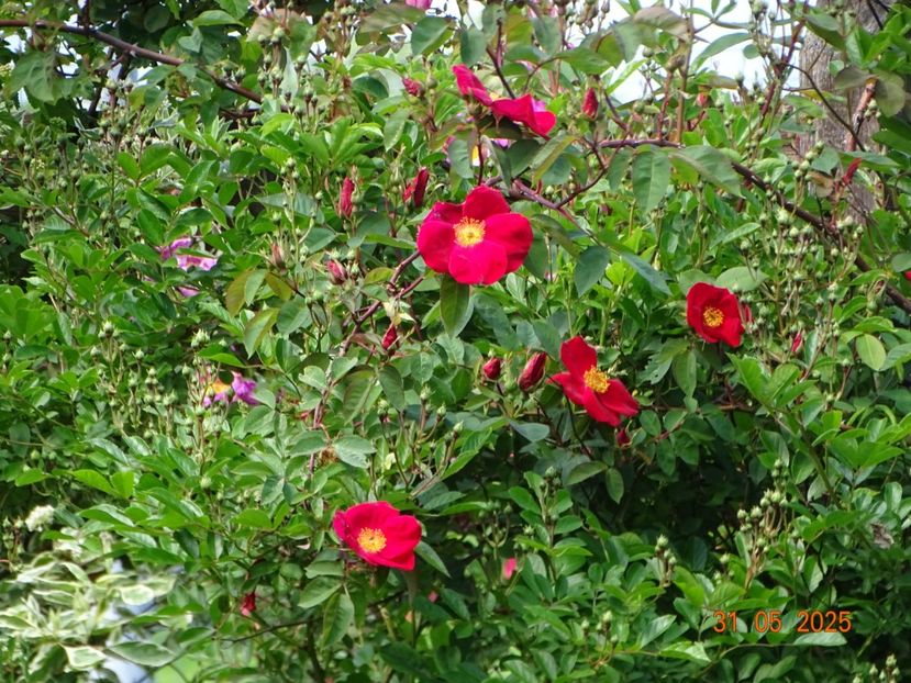  - Trandafiri 2025