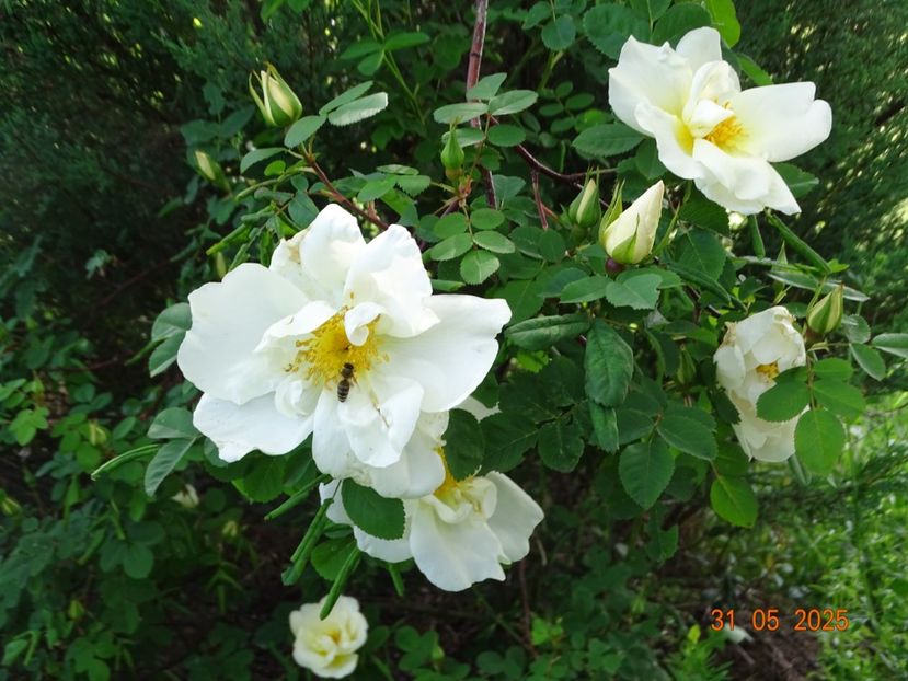  - Trandafiri 2025