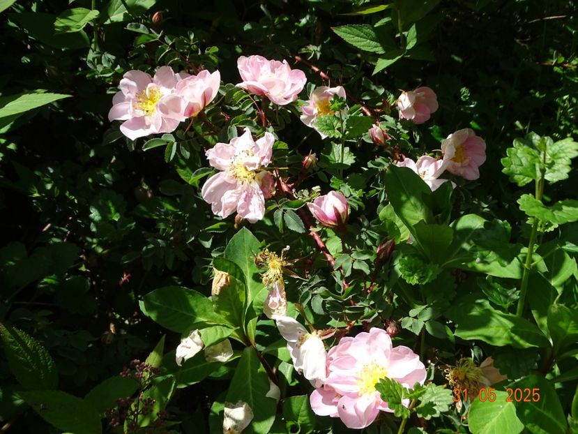  - Trandafiri 2025