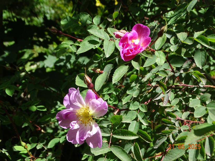  - Trandafiri 2025