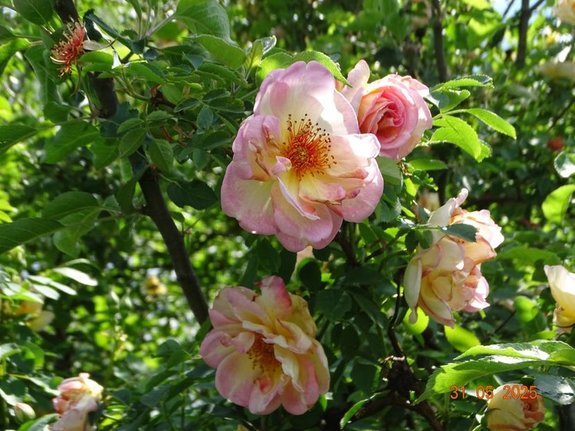  - Trandafiri 2025