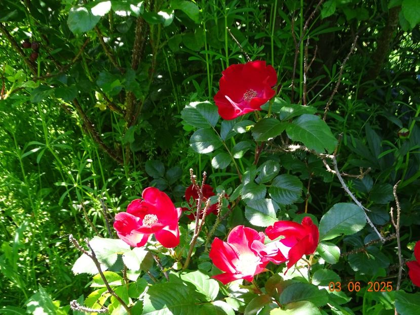  - Trandafiri 2025