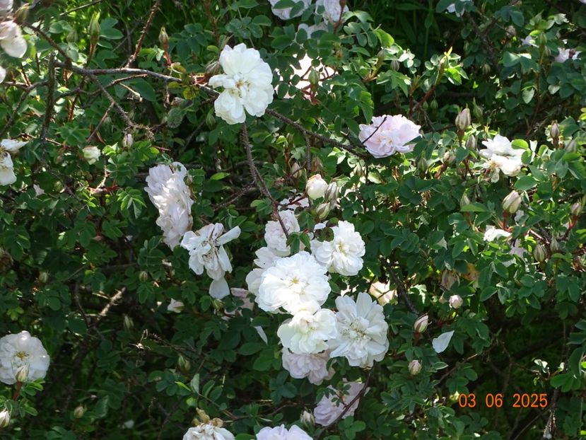  - Trandafiri 2025