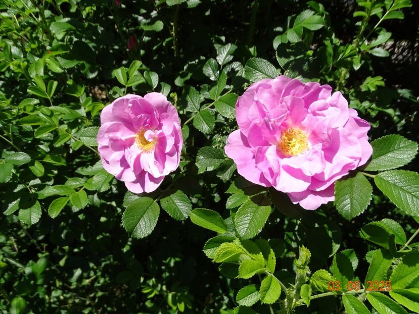  - Trandafiri 2025