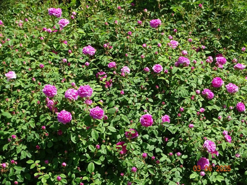  - Trandafiri 2025
