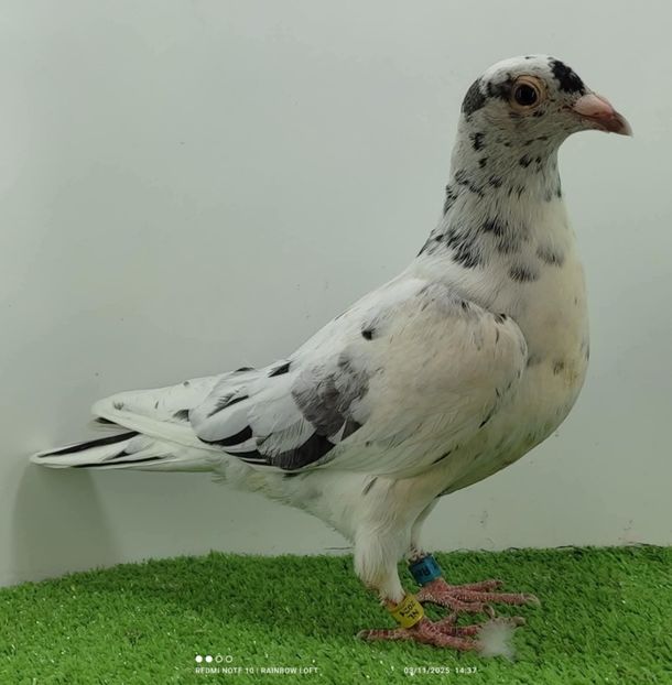  - Nu îmi aparțin 11