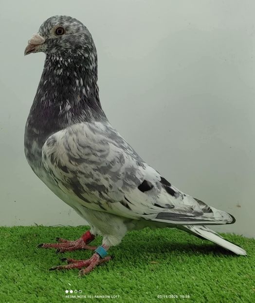  - Nu îmi aparțin 11