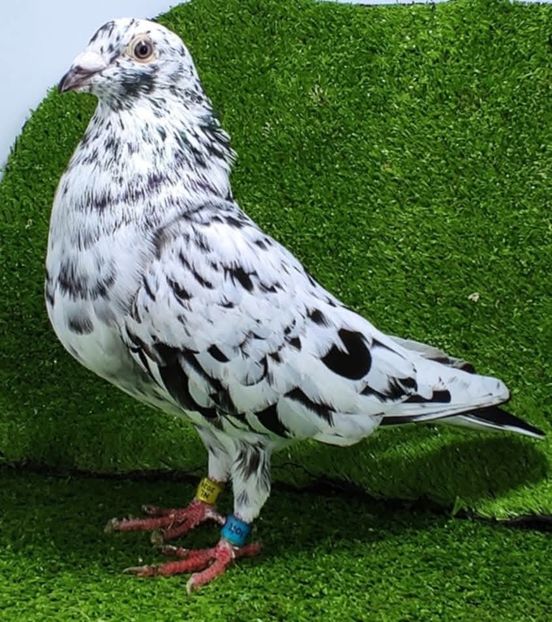  - Nu îmi aparțin 11