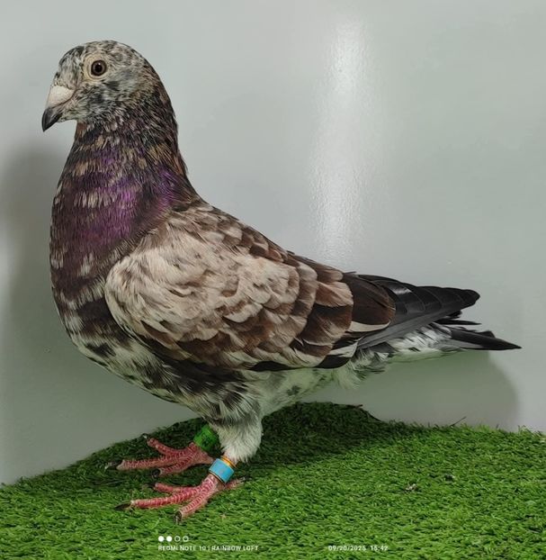  - Nu îmi aparțin 11