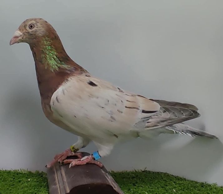  - Nu îmi aparțin 11