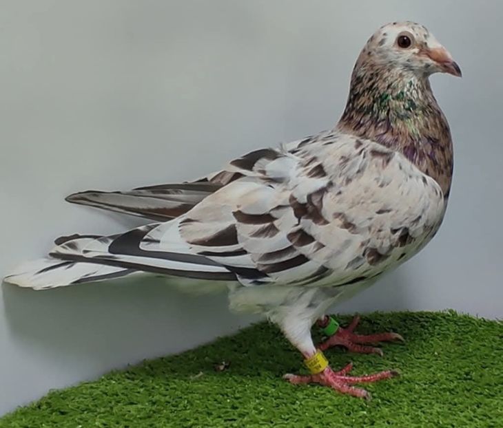  - Nu îmi aparțin 11