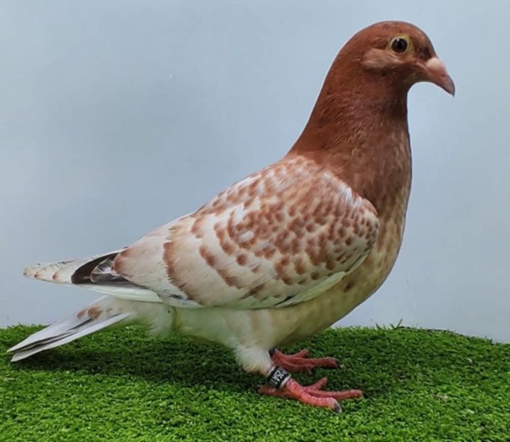  - Nu îmi aparțin 11