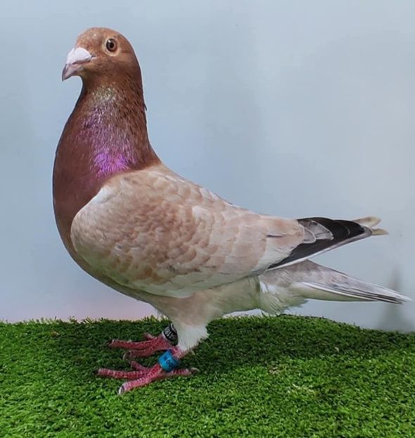  - Nu îmi aparțin 11