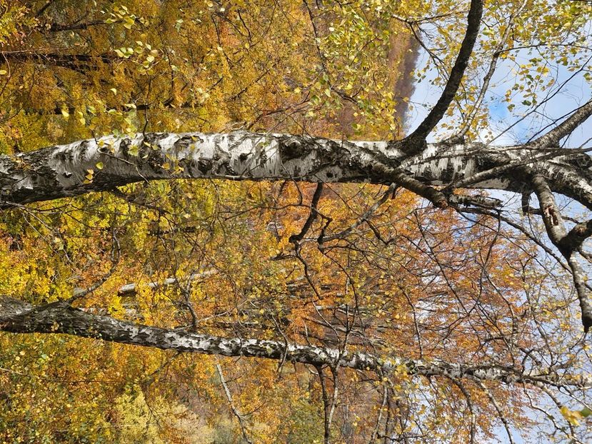  - Rânca octombrie 2025