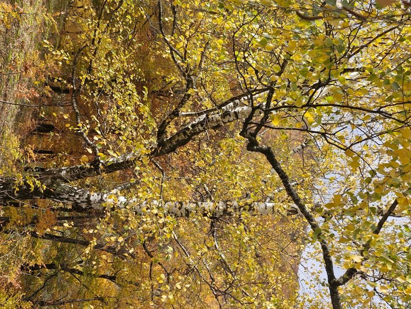  - Rânca octombrie 2025