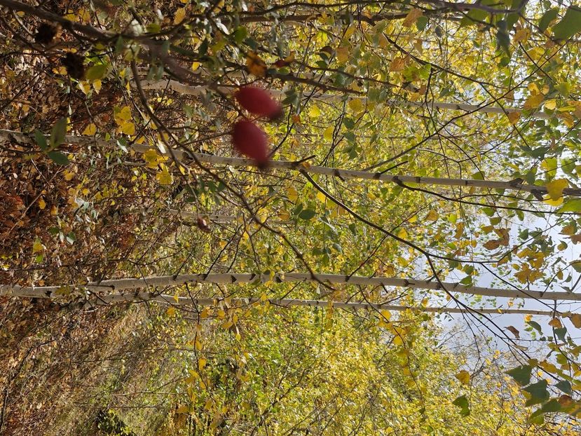  - Rânca octombrie 2025