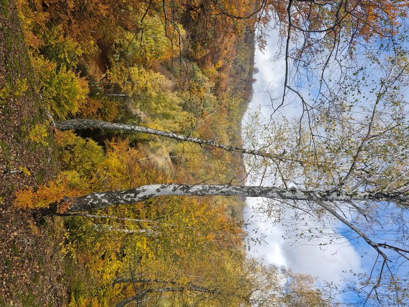  - Rânca octombrie 2025