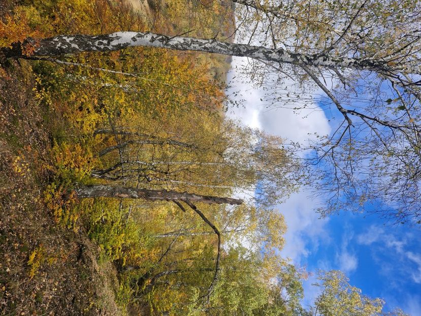  - Rânca octombrie 2025