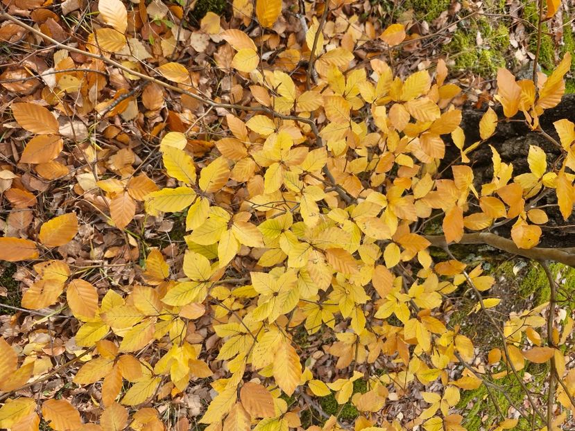  - Rânca octombrie 2025