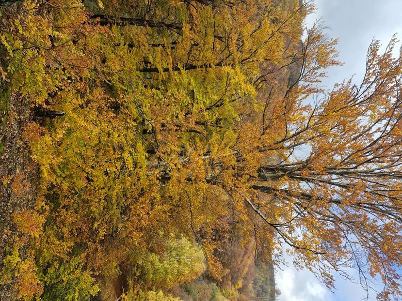  - Rânca octombrie 2025