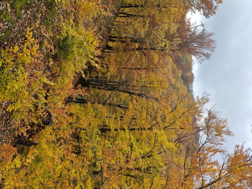  - Rânca octombrie 2025