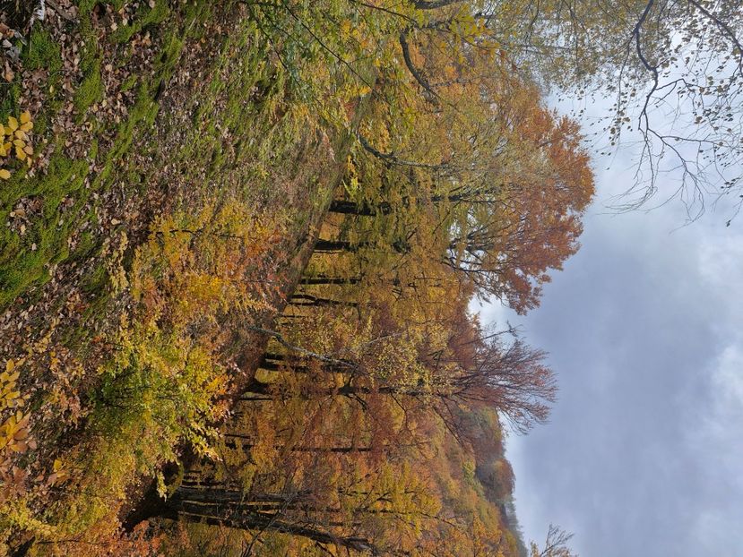  - Rânca octombrie 2025