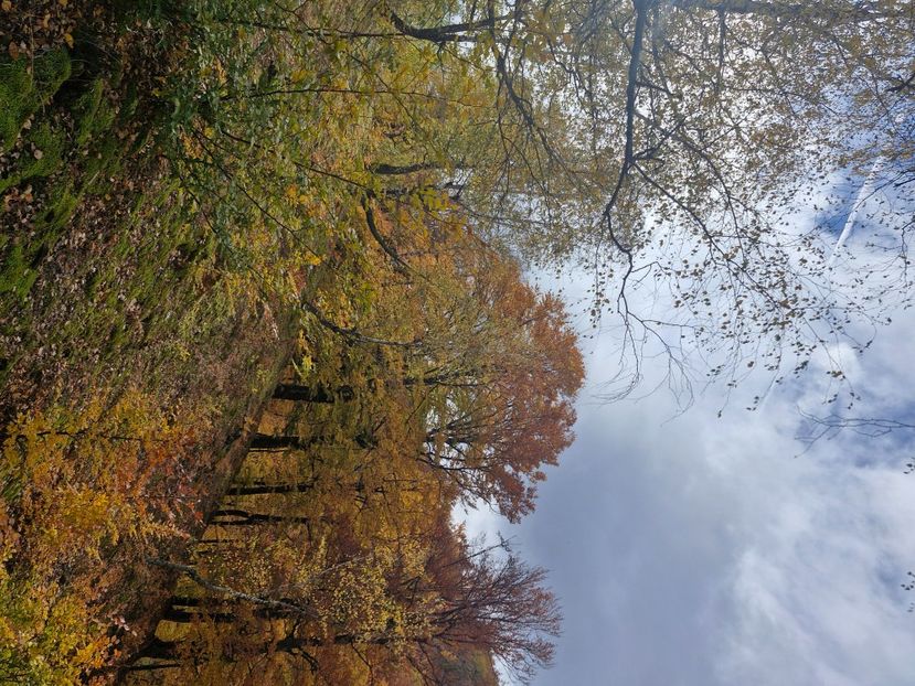  - Rânca octombrie 2025