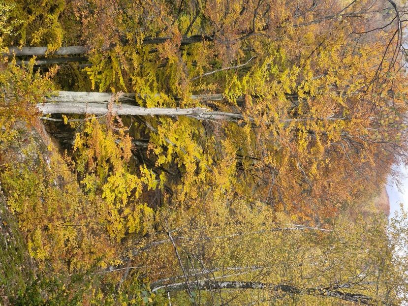  - Rânca octombrie 2025