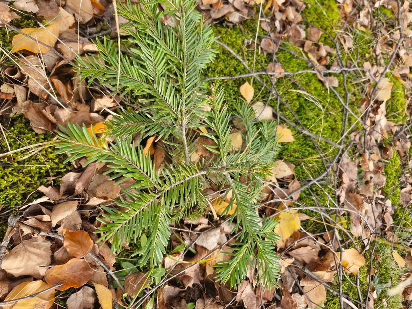  - Rânca octombrie 2025