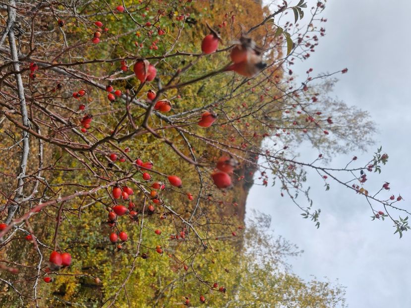  - Rânca octombrie 2025