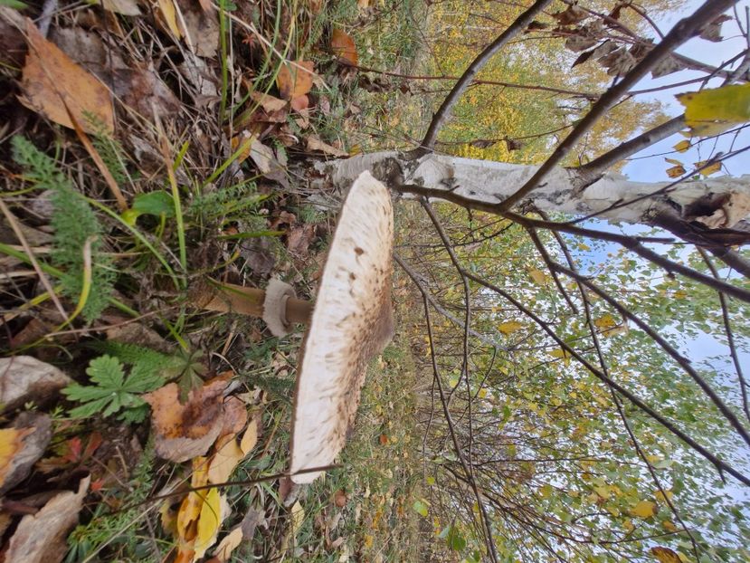  - Rânca octombrie 2025