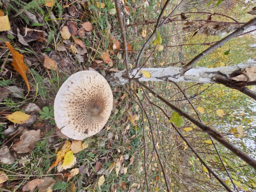  - Rânca octombrie 2025