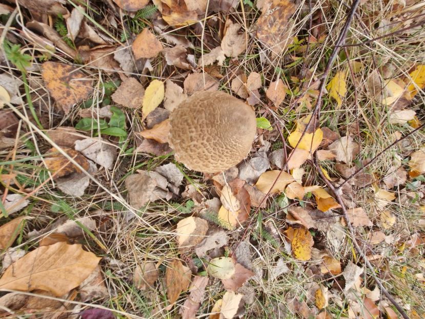  - Rânca octombrie 2025