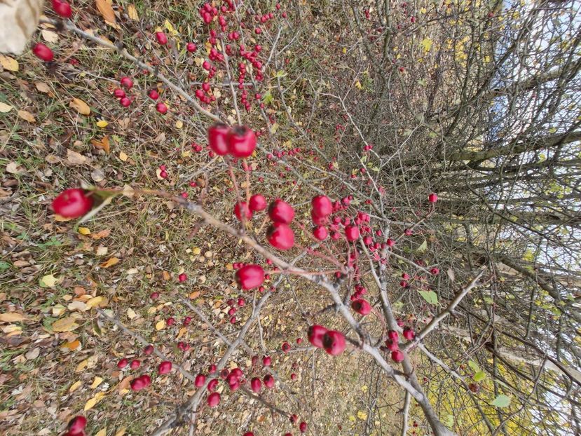  - Rânca octombrie 2025