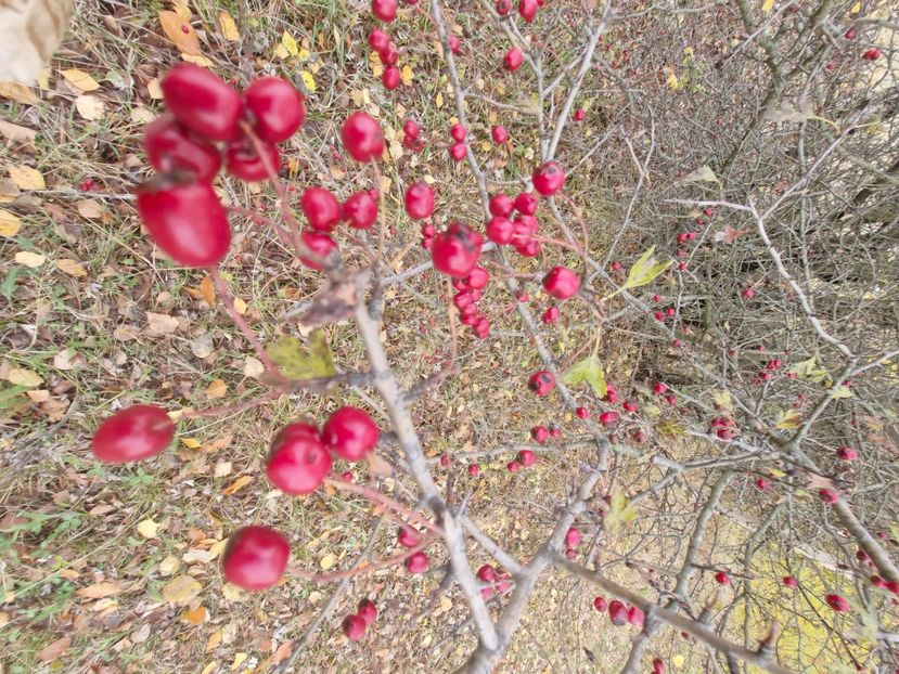  - Rânca octombrie 2025