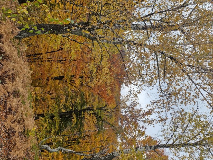  - Rânca octombrie 2025