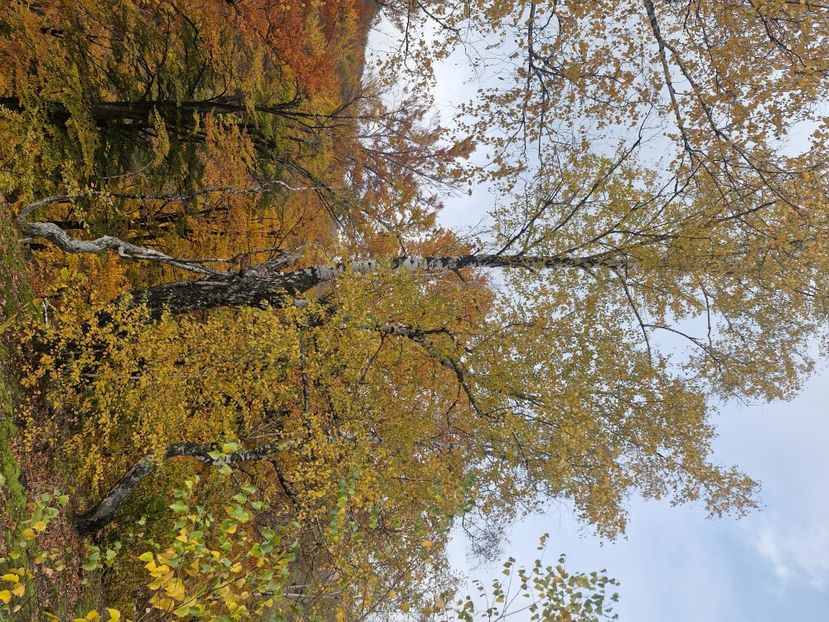  - Rânca octombrie 2025