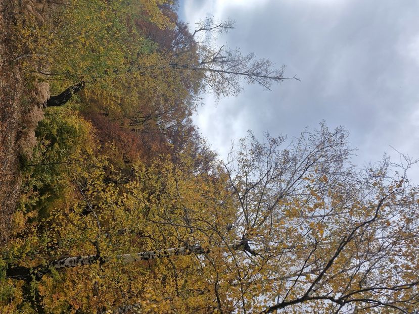  - Rânca octombrie 2025