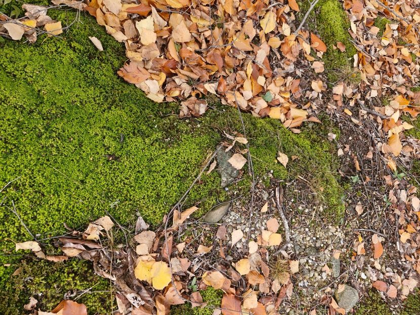  - Rânca octombrie 2025