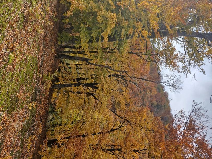  - Rânca octombrie 2025