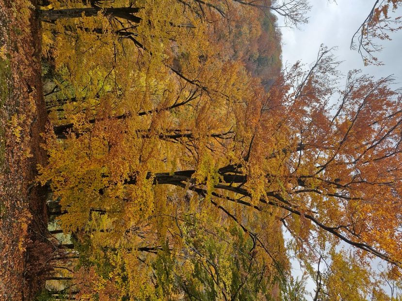  - Rânca octombrie 2025