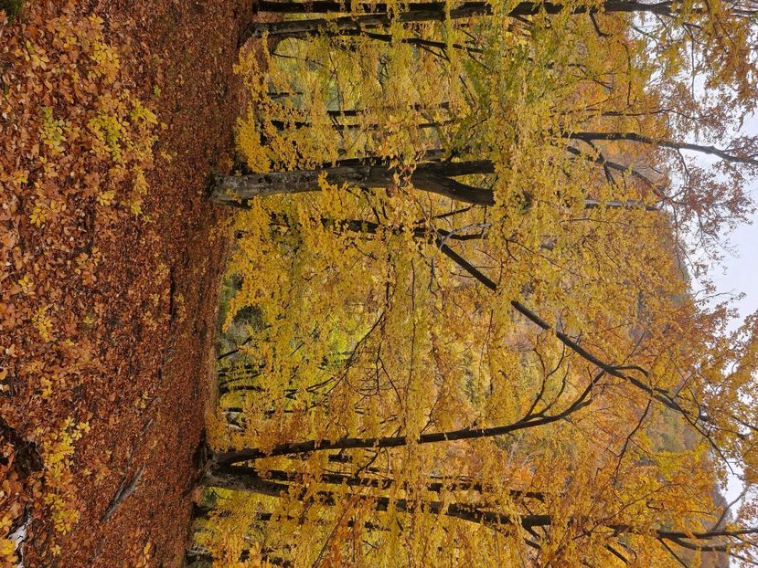  - Rânca octombrie 2025