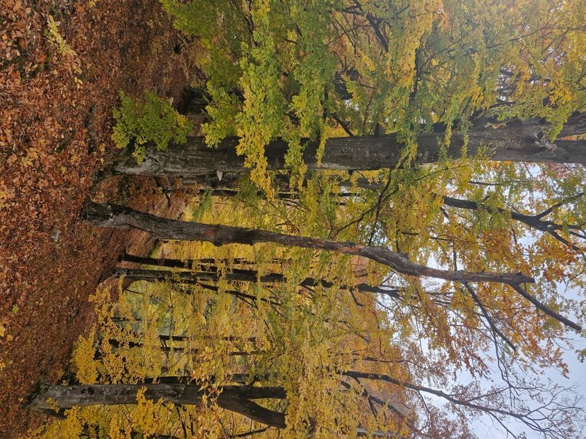  - Rânca octombrie 2025