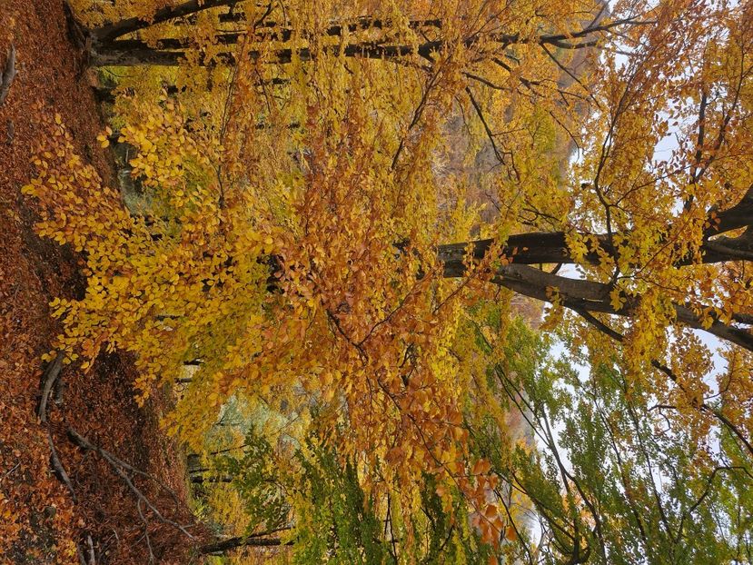  - Rânca octombrie 2025