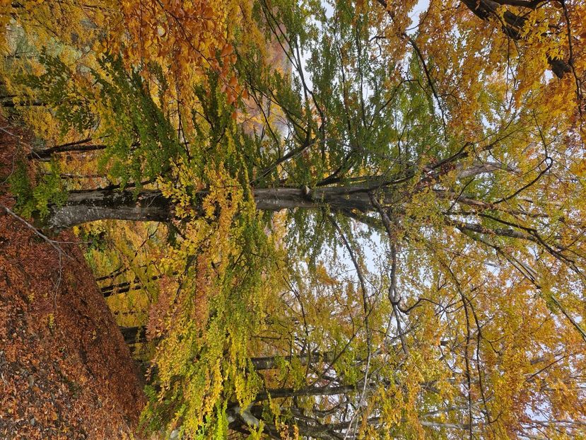  - Rânca octombrie 2025