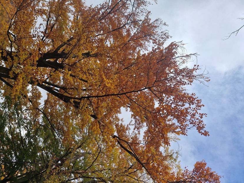  - Rânca octombrie 2025