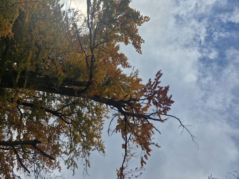  - Rânca octombrie 2025