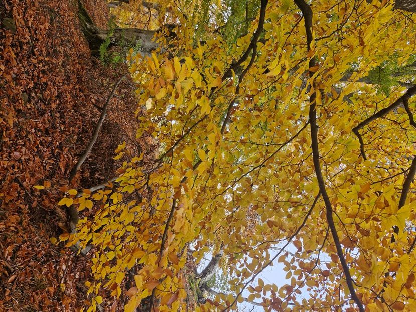  - Rânca octombrie 2025